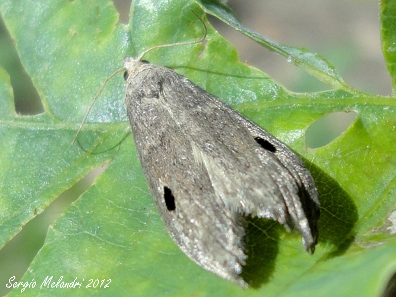 Identificazione - Paralipsa gularis, Pyralidae